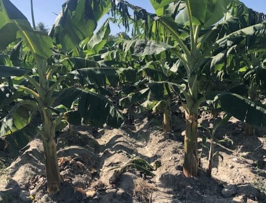 Agrosoluciones R & M