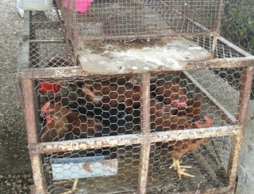 Agroveterinaria Dr. Andujar