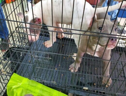 Agroveterinaria Encarnación