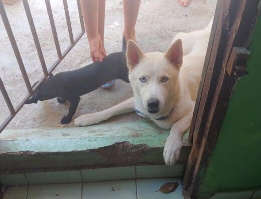 Agroveterinaria Mabel