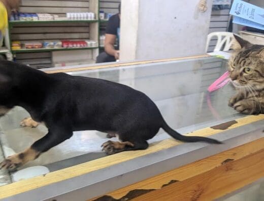 Agroveterinaria Mi Mascota