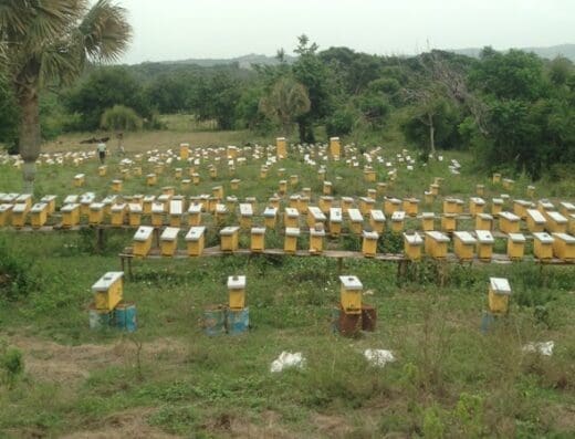 Apiarios J. Perez, SRL.