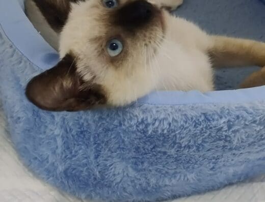 CLÍNICA VETERINARIA SERIE 23- veterinaria en san pedro de macoris