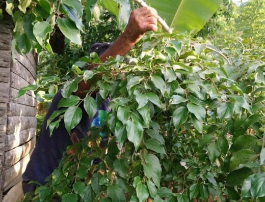 Cafetería Centro De La Lomita
