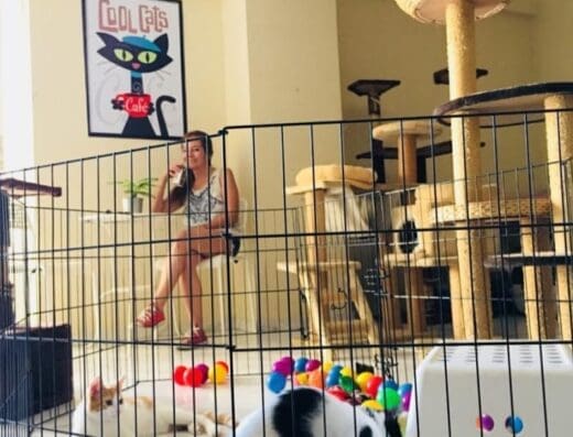 Centro Integral Los Felinos – Hotel para Gatos