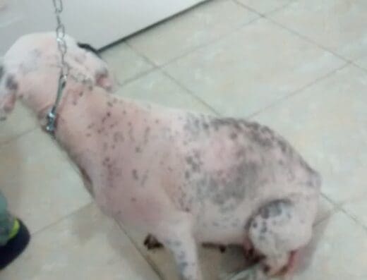 Centro Veterinario Zoolandia