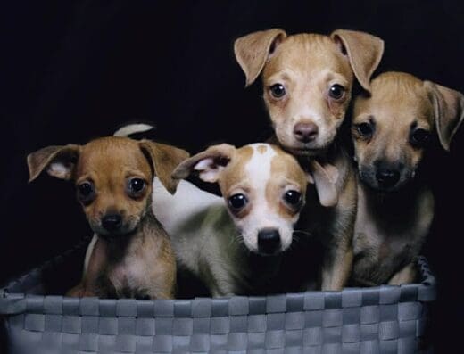 Clínica Veterinaria Dra. Judy Martínez