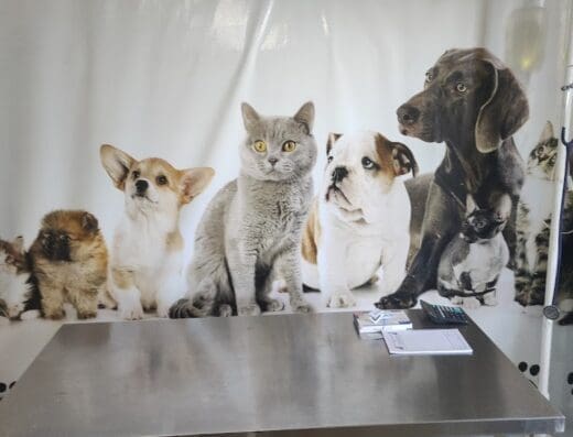 Clinica Veterinaria Marcela