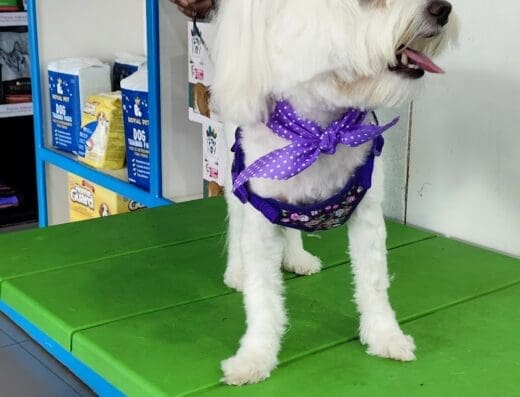 Clinica Veterinaria Metropolitana