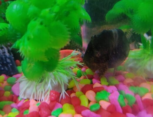 Criadero de Bettas Alexander y Otros Peces Más