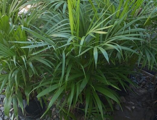D’enero todos para tu plantas
