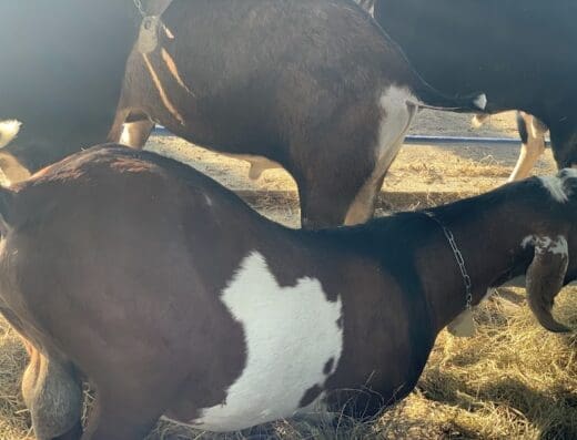 Dirección General de Ganadería