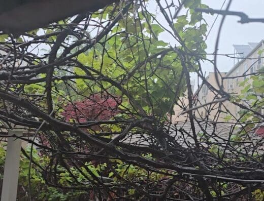 Diseño Web Puerto Plata