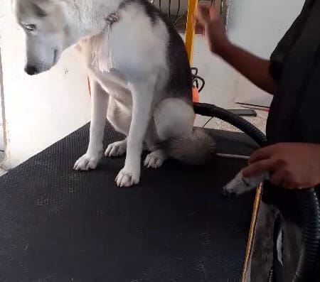 Dog & Cat Clínica Veterinaria