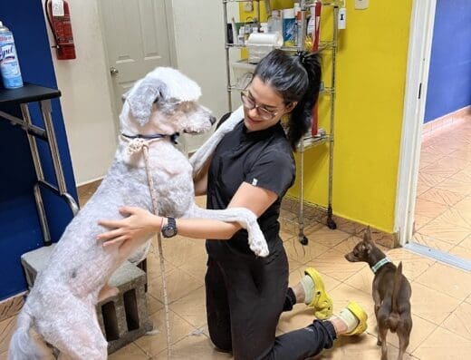 Doggos by Jessica HOTEL PARA PERROS