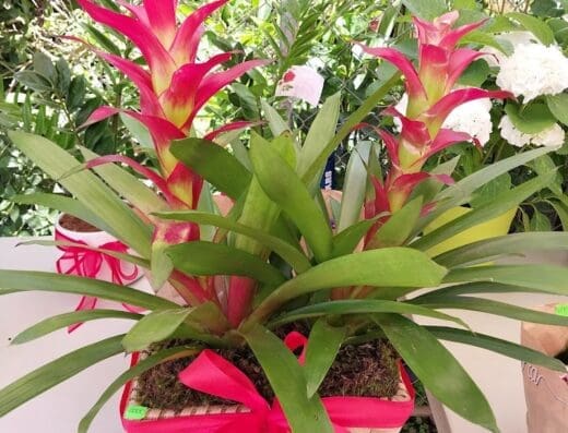 El jardín de fritza