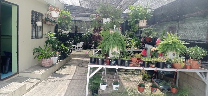 FLORES Y PLANTAS _OCOA