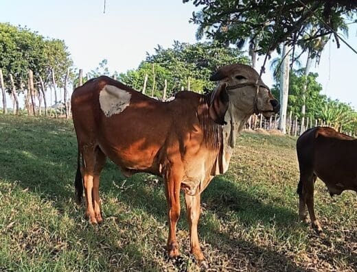 Ganaderia Puerto Plata