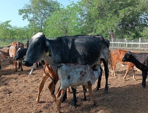 Ganaderia Puerto Plata