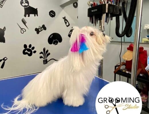 Grooming Studio RD