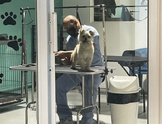 Il Canino Pet Spa