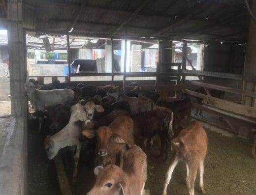 Lecheria Industrial Fernaco