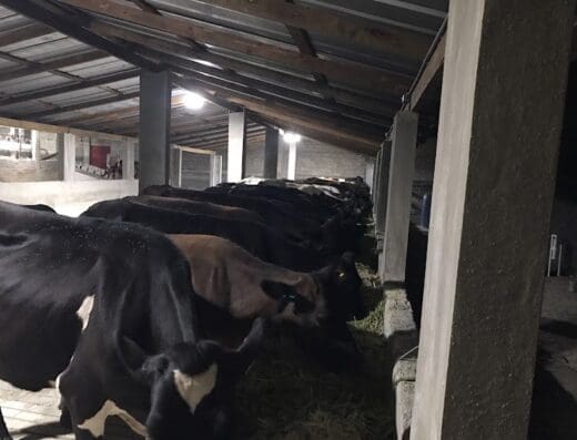 Lecheria Industrial Fernaco