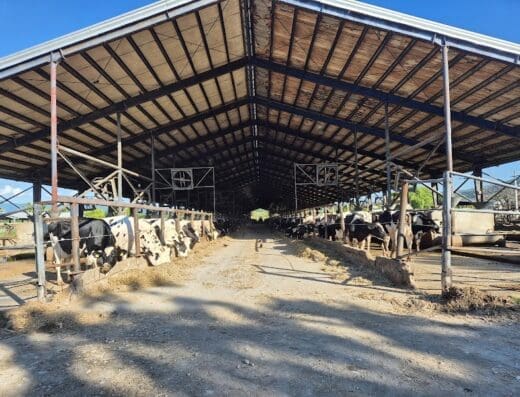 Lechería San Antonio, Grupo Rica