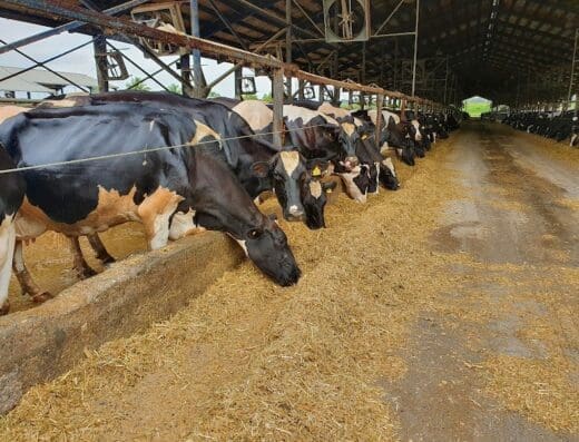 Lechería San Antonio, Grupo Rica