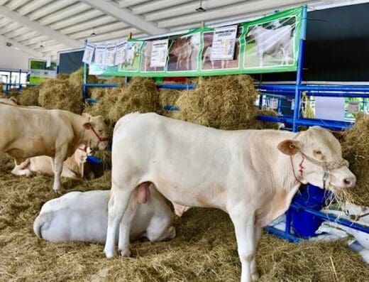 Mercado Feria Ganadera