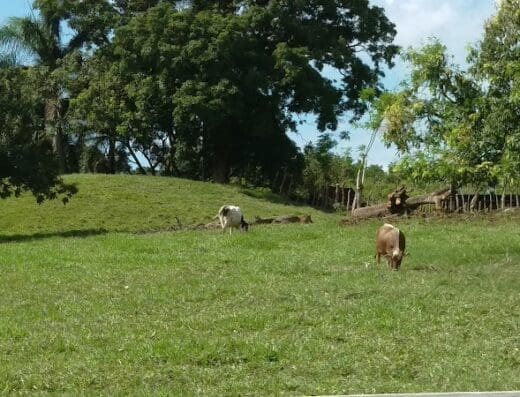 Ministerio de Agricultura