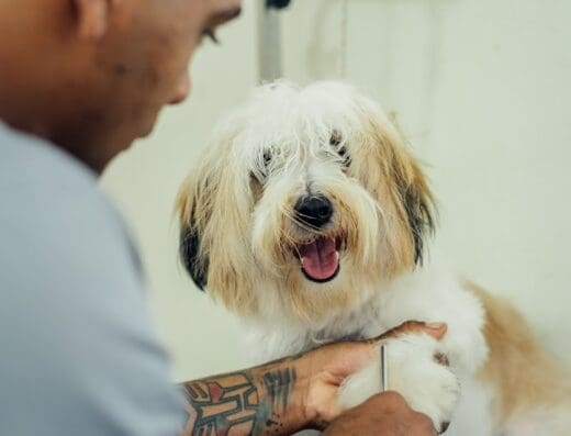 Mocanis Clínica Veterinaria