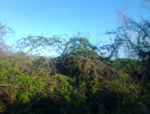 Monte Cristi Cablevision S.R.L.