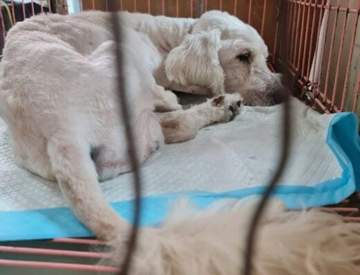 Mundo Animal «Clinica Veterinaria»