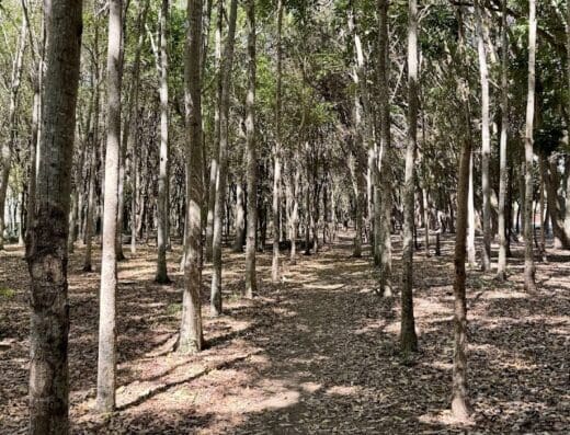 Parque Central de Santiago