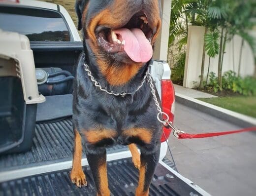 Pet Paradise Centro Veterinario