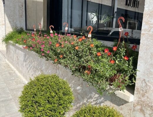 Plantas Tropicales (Sucursal Punta Cana)