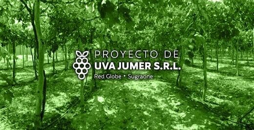 Proyecto de Uva JUMER SRL