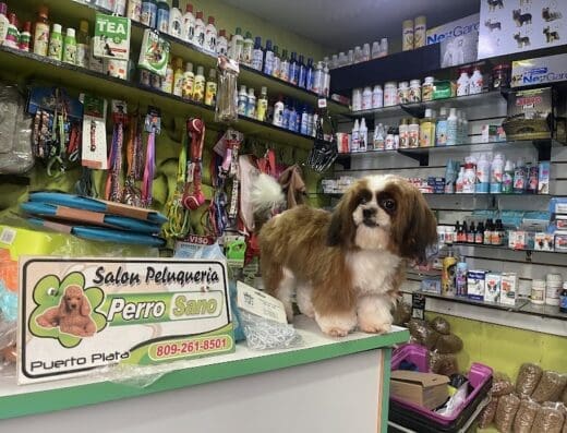 Salon Peluquería Perro Sano
