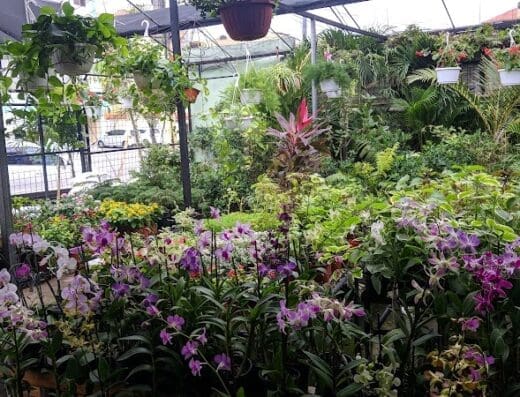 Siembras Orgánicas Dominicana