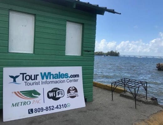Tour Whales Samana