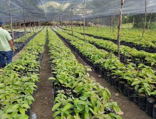 VIVERO ONFRUITS DOMINICANA