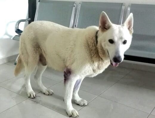 Veterinaria Dr. Medina