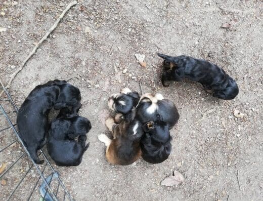 Veterinaria Hacienda Urbana