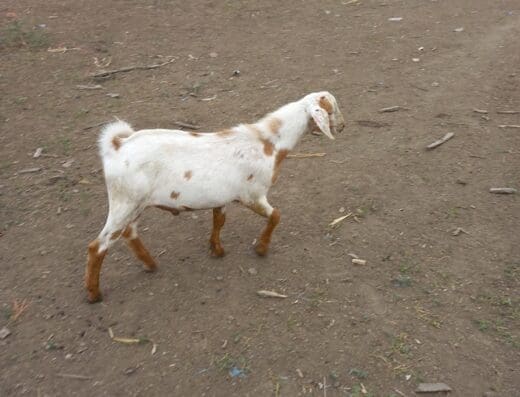 Veterinaria del Norte S.A.
