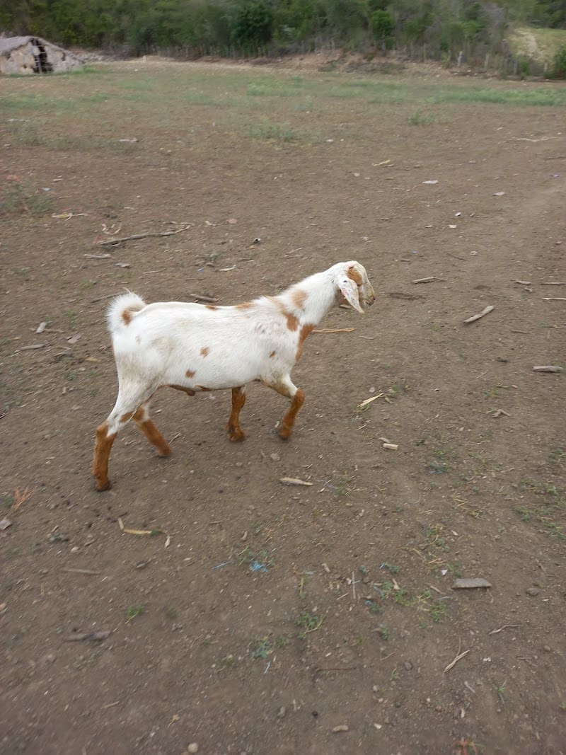 Veterinaria del Norte S.A.