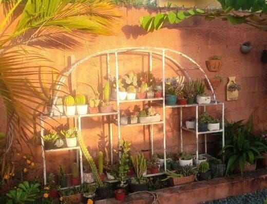 Vivero Jardin Desertico