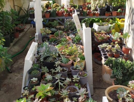 Vivero Jardineria Nelly