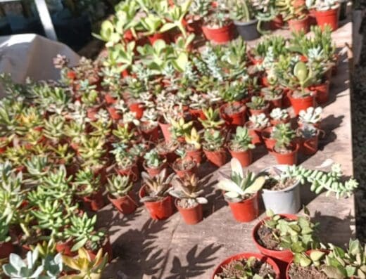 Vivero y Jardineria Mi Hogar