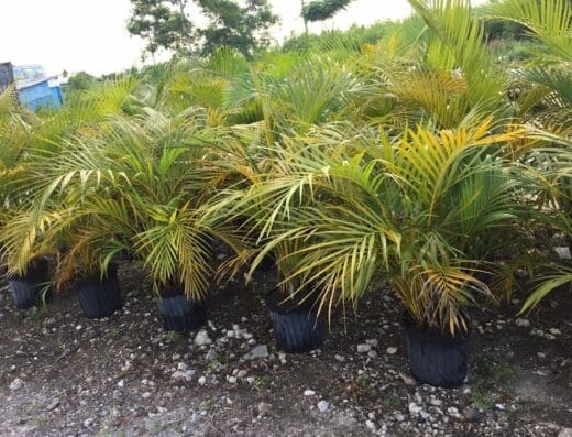 Vivero y Jardinería Thalian Sánchez